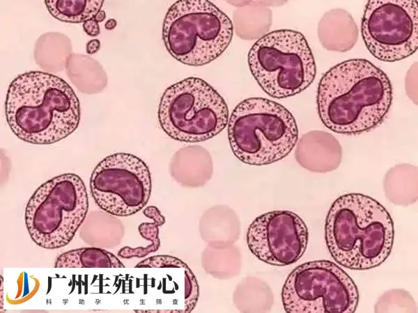 白细胞是人体免疫系统的重要组成部分