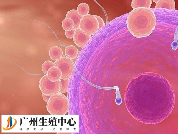多吃高蛋白质食物有利于提高卵子质量