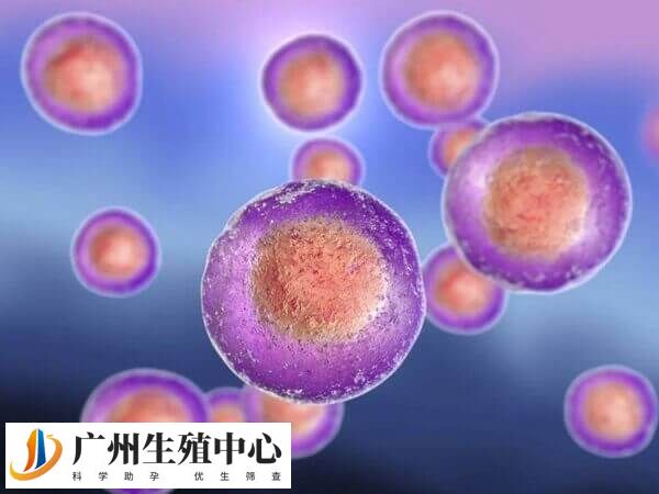 窦卵泡数量少取卵数少于8个也正常